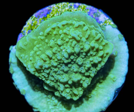 Green Montipora