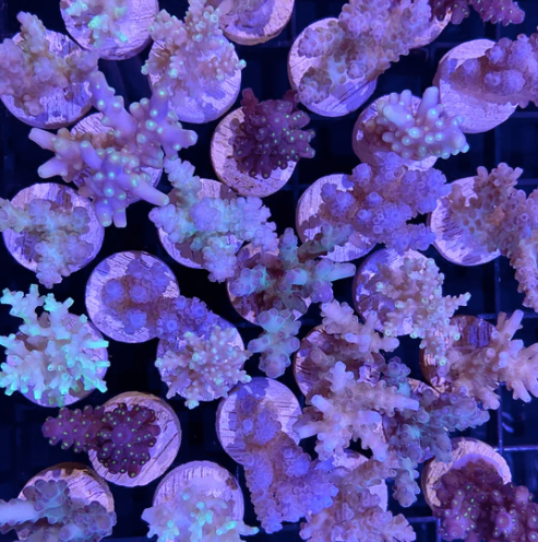 Fiji Acropora frag (assorted)