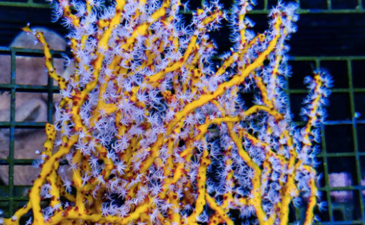 Gorgonian Deepwater Yellow