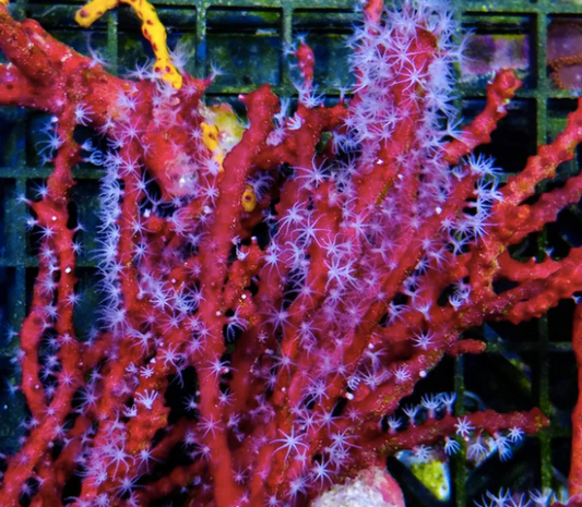 Gorgonia  -Deepwater Red