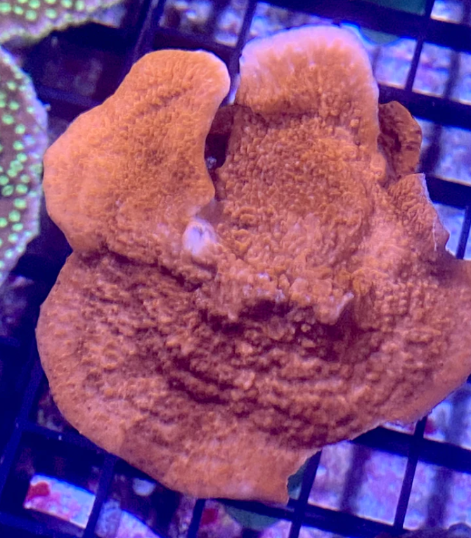 Red Montipora Cap