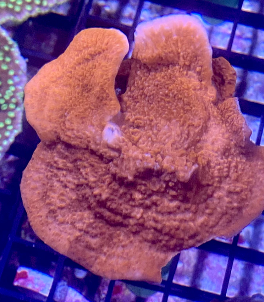 Red Montipora Cap