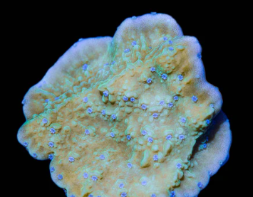 Flower Petal Montipora