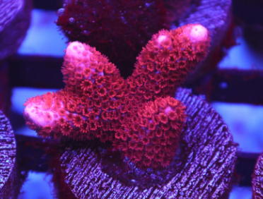 Digitata- Red Montipora