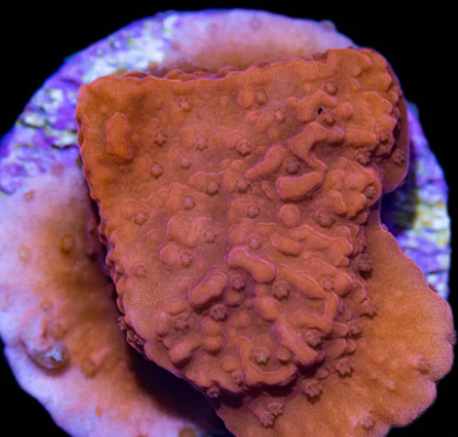 Montipora - Orange cap