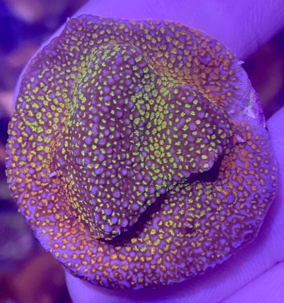 Montipora - Rainbow