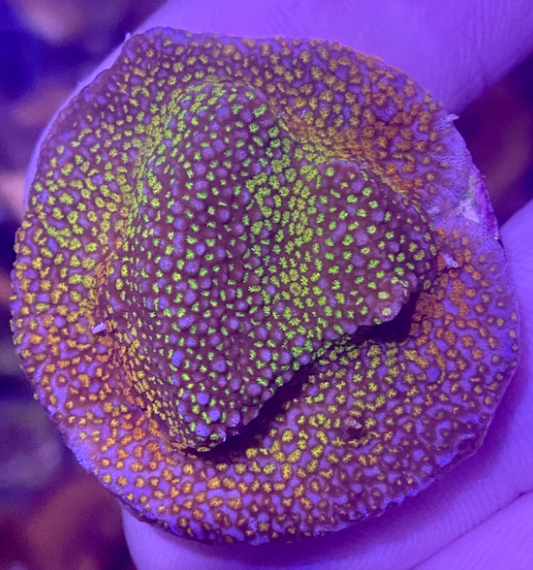 Montipora - Rainbow